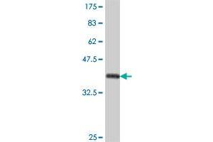 Western Blot detection against Immunogen (37. (ILF2 抗体  (AA 151-250))