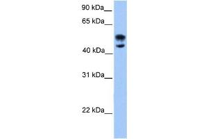 Western Blotting (WB) image for anti-Deformed Epidermal Autoregulatory Factor 1 (Drosophila) (DEAF1) antibody (ABIN2458406) (DEAF1 抗体)