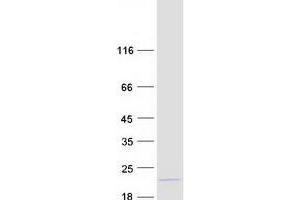 Western Blotting (WB) image for MYC Associated Factor X (MAX) (Transcript Variant 5) protein (Myc-DYKDDDDK Tag) (ABIN2726628)