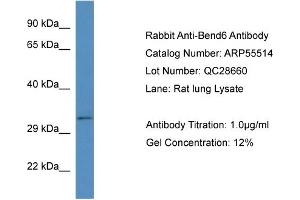 Western Blotting (WB) image for anti-BEN Domain Containing 6 (BEND6) (C-Term) antibody (ABIN2786244)