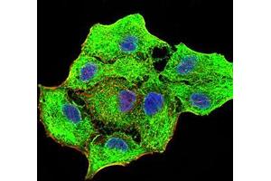 Immunofluorescence analysis of MCF-7 cells using CK5 mouse mAb (green). (Cytokeratin 5 抗体  (AA 258-357))