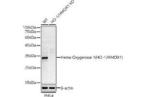 Western blot analysis of extracts from wild type(WT) and Heme Oxygenase 1 (HO-1/HMOX1) knockout (KO) HeLa cells, using Heme Oxygenase 1 (HO-1/HMOX1) antibody  at 1:10000 dilution.
