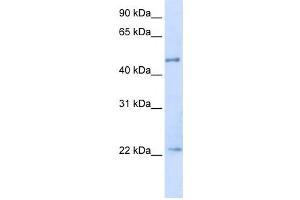 Western Blotting (WB) image for anti-Tripartite Motif Containing 21 (TRIM21) antibody (ABIN2458072) (TRIM21 抗体)