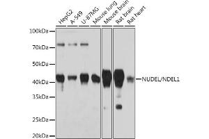 Western blot analysis of extracts of various cell lines, using NUDEL/NDEL1 Rabbit mAb (ABIN7269068) at 1:1000 dilution. (NDEL1 抗体)
