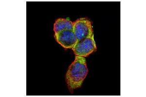 ICC/IF Image Confocal immunofluorescence analysis (Olympus FV10i) of paraformaldehyde-fixed A431, using CD66e, antibody (Green) at 1:500 dilution. (CEACAM5 抗体)