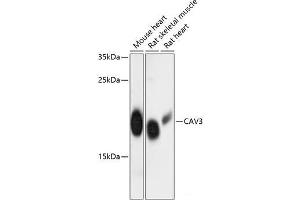 Western blot analysis of extracts of various cell lines using CAV3 Polyclonal Antibody at dilution of 1:3000.