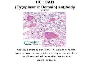 Image no. 1 for anti-Brain-Specific Angiogenesis Inhibitor 3 (BAI3) (3rd Cytoplasmic Domain) antibody (ABIN1732207) (BAI3 抗体  (3rd Cytoplasmic Domain))