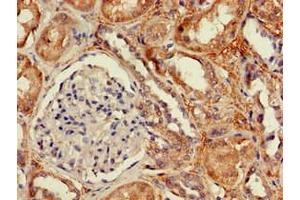 Immunohistochemistry of paraffin-embedded human kidney tissue using ABIN7149934 at dilution of 1:100 (DPYSL4 抗体  (AA 280-560))
