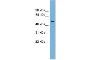 WB Suggested Anti-Gja8 Antibody Titration:  0.