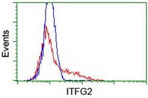 HEK293T cells transfected with either RC200818 overexpress plasmid (Red) or empty vector control plasmid (Blue) were immunostained by anti-ITFG2 antibody (ABIN2454683), and then analyzed by flow cytometry. (ITFG2 抗体)