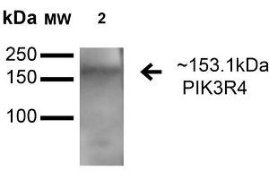 Western blot analysis of Rat Brain cell lysates showing detection of 153. (PIK3R4 抗体  (AA 1314-1325) (Alkaline Phosphatase (AP)))