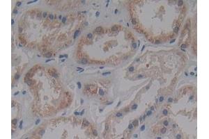 IFNAR2 antibody  (AA 27-243)