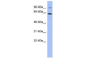 WB Suggested Anti-ZNF778 Antibody Titration:  0. (ZNF778 抗体  (N-Term))