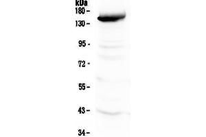 Western Blotting (WB) image for anti-Fms-Related Tyrosine Kinase 4 (FLT4) (AA 25-259) antibody (ABIN5693136)