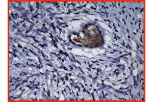 Image no. 1 for anti-Inhibin, alpha (INHA) (AA 1-24), (N-Term) antibody (ABIN112650) (Inhibin alpha 抗体  (N-Term))