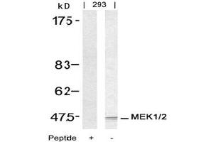 Image no. 3 for anti-Mitogen-Activated Protein Kinase Kinase 1 (MAP2K1) (Ser217) antibody (ABIN197430) (MEK1 抗体  (Ser217))