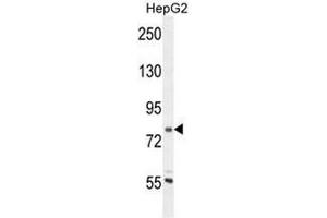 CORO7 Antibody (N-term) western blot analysis in HepG2 cell line lysates (35µg/lane). (Coronin 7 抗体  (N-Term))