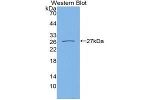 Western blot analysis of recombinant Rat CYPD. (PPID 抗体  (AA 7-191))