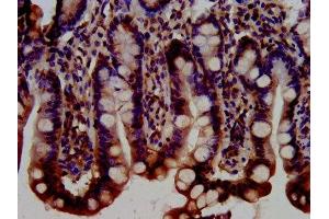 IHC image of ABIN7145758 diluted at 1:300 and staining in paraffin-embedded human small intestine tissue performed on a Leica BondTM system. (BRAP 抗体  (AA 13-124))