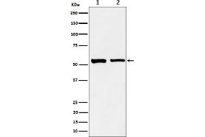 Western blot analysis of SNX4 expression in (1) A431 cell lysate, (2) Raw264.