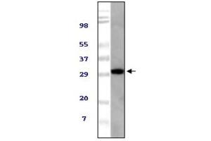 Western blot analysis using TUG antibody against NIH/3T3 cell lysate. (ASPSCR1 抗体)