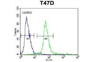 KCTD12 Antibody (Center) (ABIN653221 and ABIN2842756) flow cytometric analysis of T47D cells (right histogram) compared to a negative control (left histogram). (KCTD12 抗体  (AA 242-269))
