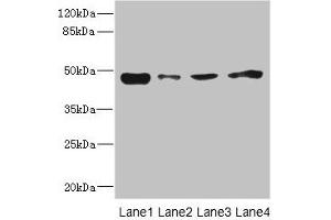 Western blot All lanes: PDK3 antibody at 1. (PDK3 抗体  (AA 137-406))