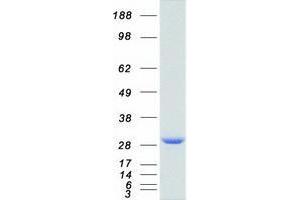 Western Blotting (WB) image for Ubiquitin Carboxyl-terminal Esterase L1 (Ubiquitin Thiolesterase) (UCHL1) protein (Myc-DYKDDDDK Tag) (ABIN2734945)