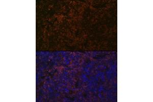 Immunofluorescence analysis of mouse spleen using SHP1 Rabbit mAb (ABIN7269716) at dilution of 1:100 (40x lens). (SHP1 抗体)