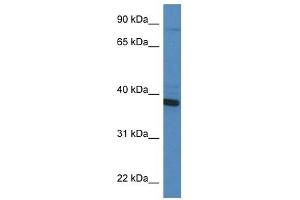 Western Blot showing CYB5R3 antibody used at a concentration of 1 ug/ml against HT1080 Cell Lysate