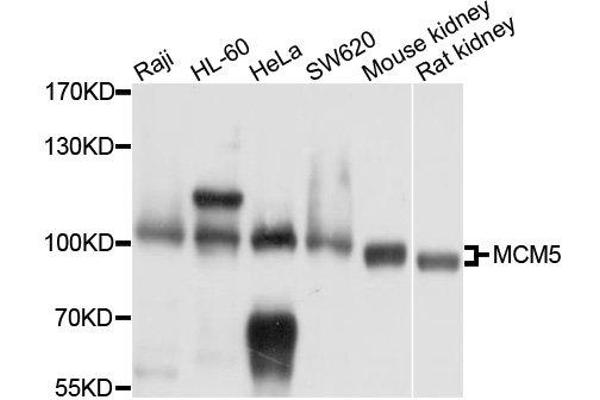 MCM5 antibody  (AA 1-230)