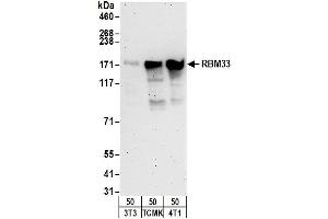 Western Blotting (WB) image for anti-RNA Binding Motif Protein 33 (RBM33) (AA 500-550) antibody (ABIN7453180) (RBM33 抗体  (AA 500-550))