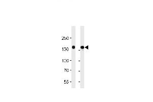 VEGFR3 Antibody (ABIN1882290 and ABIN2843609) western blot analysis in 293 and A549 cell line lysates (35 μg/lane). (FLT4 抗体  (AA 1-439))