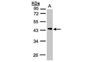 WB Image Sample(30 ug whole cell lysate) A:H1299 10% SDS PAGE antibody diluted at 1:3000 (Phosducin-Like 抗体)