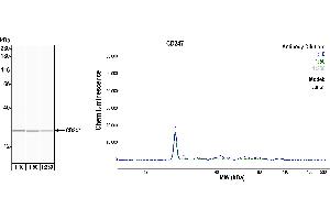 Western Blotting (WB) image for anti-CD247 Molecule (CD247) (C-Term) antibody (ABIN7454039) (Recombinant CD247 抗体  (C-Term))