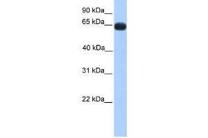 Western Blotting (WB) image for anti-Zinc Finger Protein 100 (ZNF100) antibody (ABIN2458225) (ZNF100 抗体)