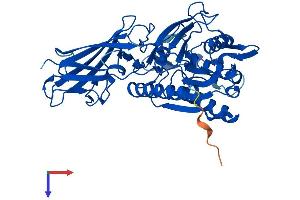 AlphaFold protein structure predicition of Mouse Recombinant Acot5 Protein, UniprotID Q6Q2Z6
