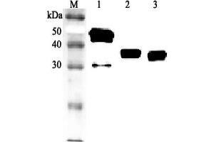 Western blot analysis using anti-Clusterin (human), pAb  at 1:2'000 dilution. (Clusterin 抗体  (Nuclear))