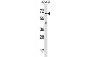 Western Blotting (WB) image for anti-Serine/threonine Kinase 35 (STK35) antibody (ABIN3003075) (STK35 抗体)