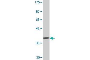 Western Blot detection against Immunogen (36. (S100A2 抗体  (AA 1-97))