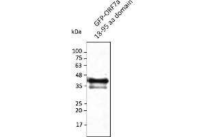 Western Blotting (WB) image for anti-SARS-CoV-2 ORF7a antibody (ABIN7272994) (SARS-CoV-2 ORF7a 抗体)