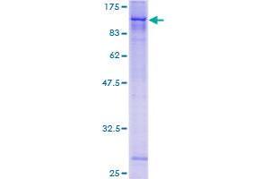 ZSCAN12 Protein (AA 1-604) (GST tag)