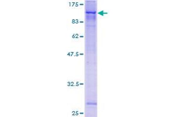 ZSCAN12 Protein (AA 1-604) (GST tag)