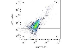 Cell surface multicolor flow cytometry analysis of live intact human Jurkat T-cell leukemia cells with ASCT2 and MCT1:Jurkat cells were labeled with Anti-Human ASCT2/SLC1A5 (extracellular)-PE Antibody (ABIN7582074), (5 μg) and with Anti-MCT1 (SLC16A1) (extracellular)-APC Antibody (ABIN7237836, ABIN7316632, ABIN7316633 and ABIN7316634), (5 μg).