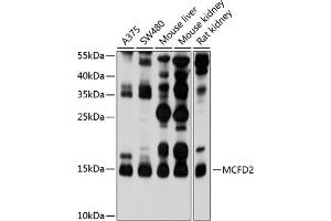 Western blot analysis of extracts of various cell lines, using MCFD2 antibody (ABIN6128222, ABIN6143636, ABIN6143637 and ABIN6214609) at 1:1000 dilution. (MCFD2 抗体  (AA 27-146))