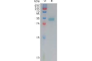 SDS-PAGE (SDS) image for Claudin 3 (CLDN3) (AA 144-156) protein (mFc Tag) (ABIN7491283)