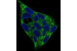 Immunofluorescence (IF) image for anti-Protein Kinase, AMP-Activated, gamma 1 Non-Catalytic Subunit (PRKAG1) (AA 230-331) antibody (ABIN1724932)