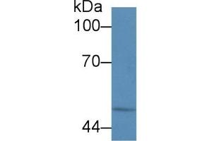 Detection of CALR in Human HL60 cell lysate using Polyclonal Antibody to Calreticulin (CALR) (Calreticulin 抗体  (AA 196-310))