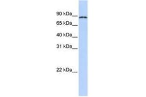 Image no. 1 for anti-Cytoplasmic Polyadenylation Element Binding Protein 4 (CPEB4) (AA 72-121) antibody (ABIN6740707) (CPEB4 抗体  (AA 72-121))