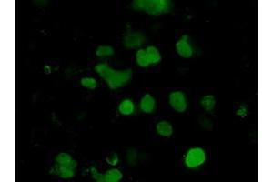 Anti-EMG1 mouse monoclonal antibody (ABIN2452987) immunofluorescent staining of COS7 cells transiently transfected by pCMV6-ENTRY EMG1 (RC208885). (EMG1 抗体)